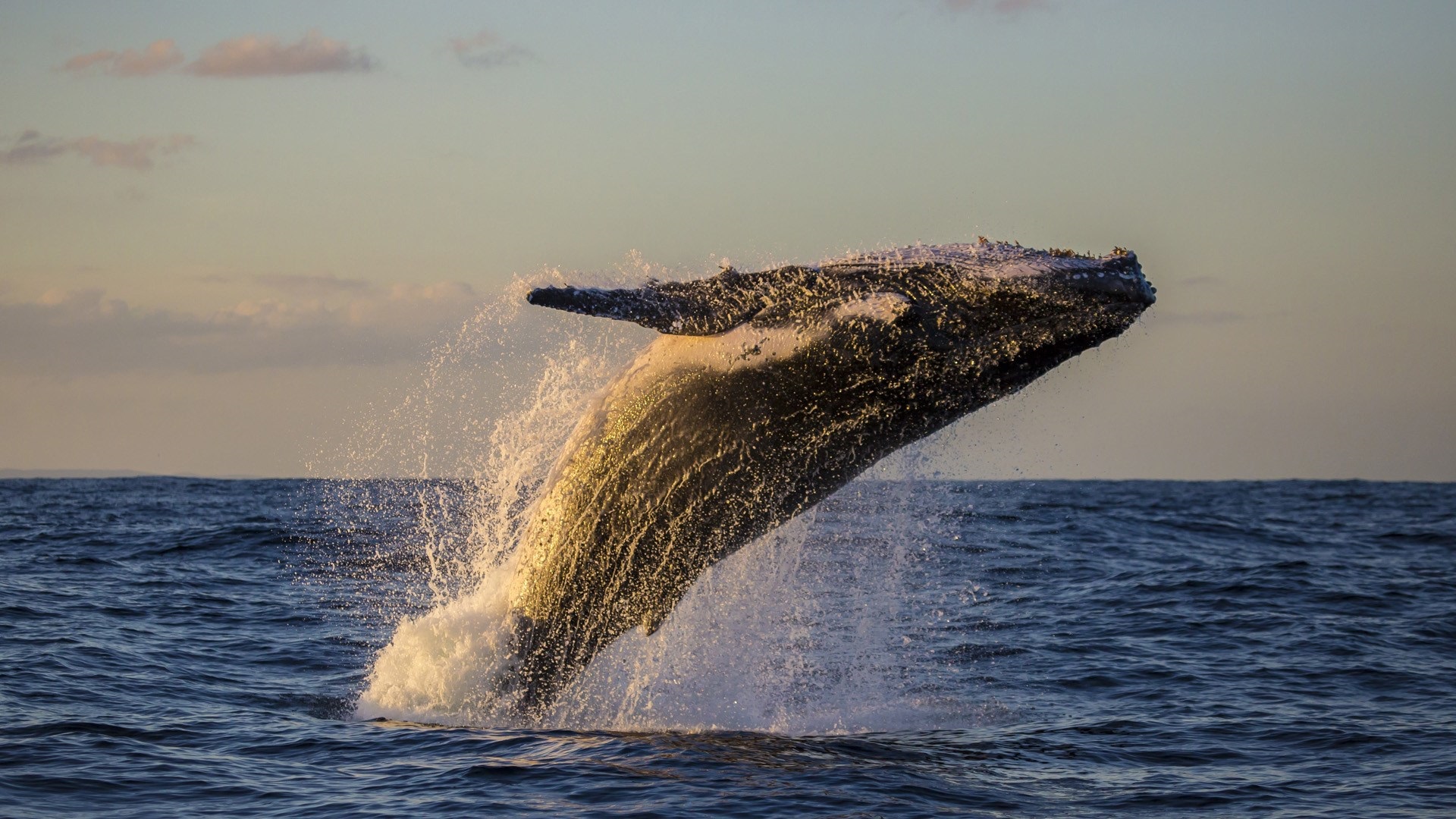 FC交换机划wwn-zone